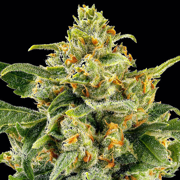 Cannabissamen Skunk #1 regulär für Indoor und Outdoor